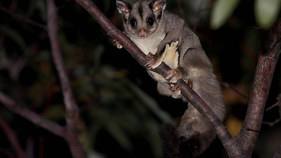 A sugar glider in a tree