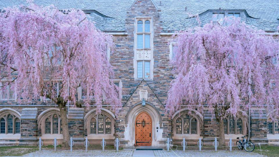 flowering trees on campus