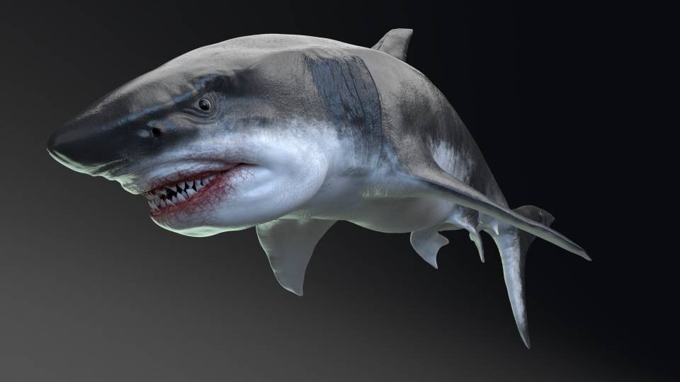 Meglodon, a massive shark