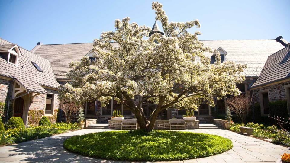 a tree in full flower