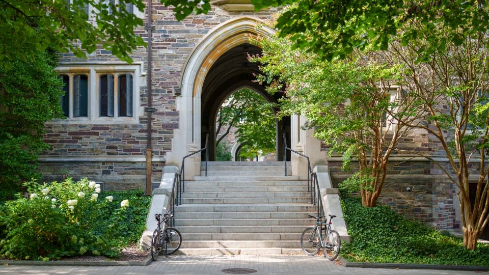 An archway with foliage in the sun