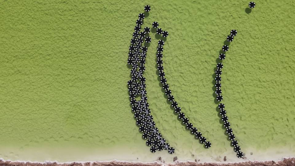 Small black hexagons float on greenish liquid.