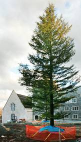 Cedar of Lebanon