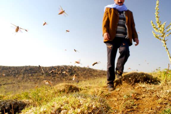 Locusts in Turkey