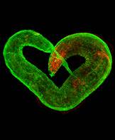 Nemotode heart