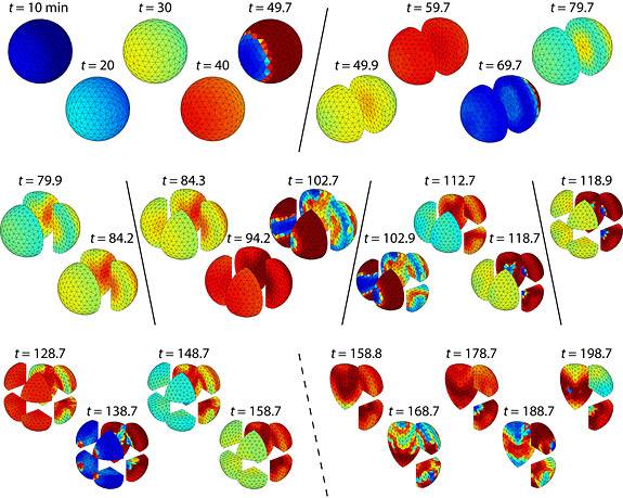 Wingreen calcium wave