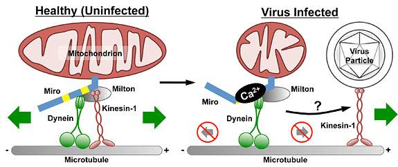 Enquist illutsration