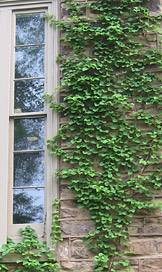 Ivy index