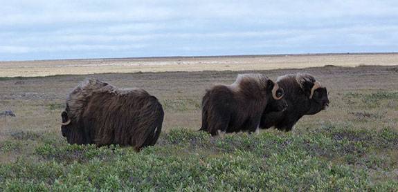 Molnar muskoxen