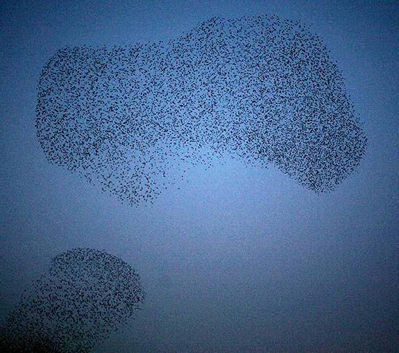 Starlings pattern