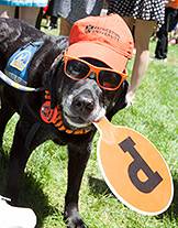 Commencement dog