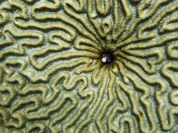 Art of Science 2013 fish