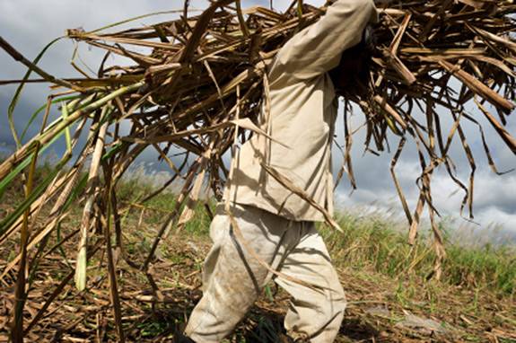 Sugarcane Farmer