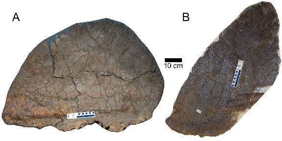 Figure 1 stegosaurus