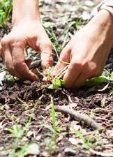 Earth Day hands in the dirt