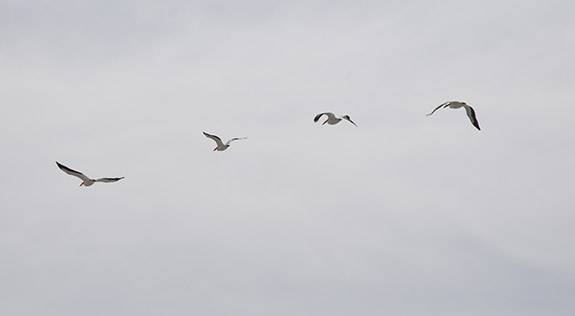 Graduate Students Spiral Jetty American White birds