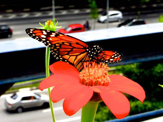 Urban Solutions Nature Above the City