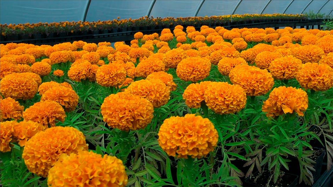 Greenhouse marigolds