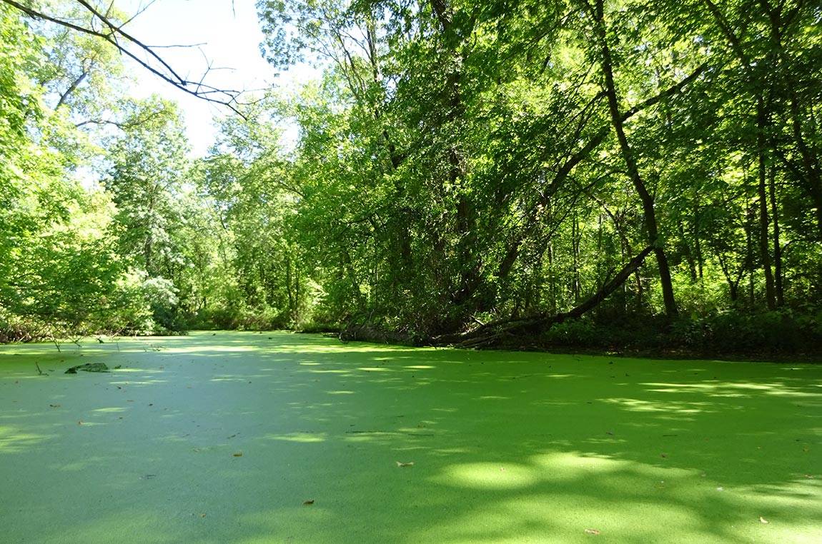 Lake Carnegie duckweed channel