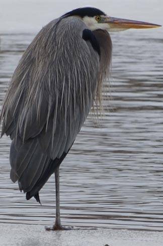 Lake Carnegie Great Blue Heron