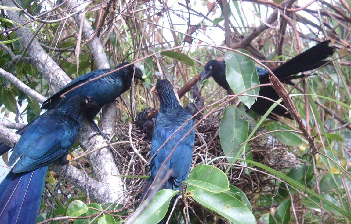 Christina Riehl Ani birds at nest