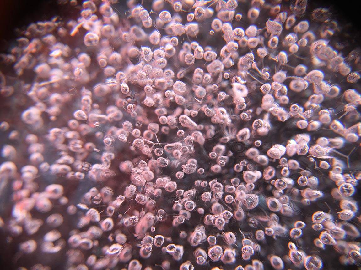 Oldest Ice bubbles in core ice