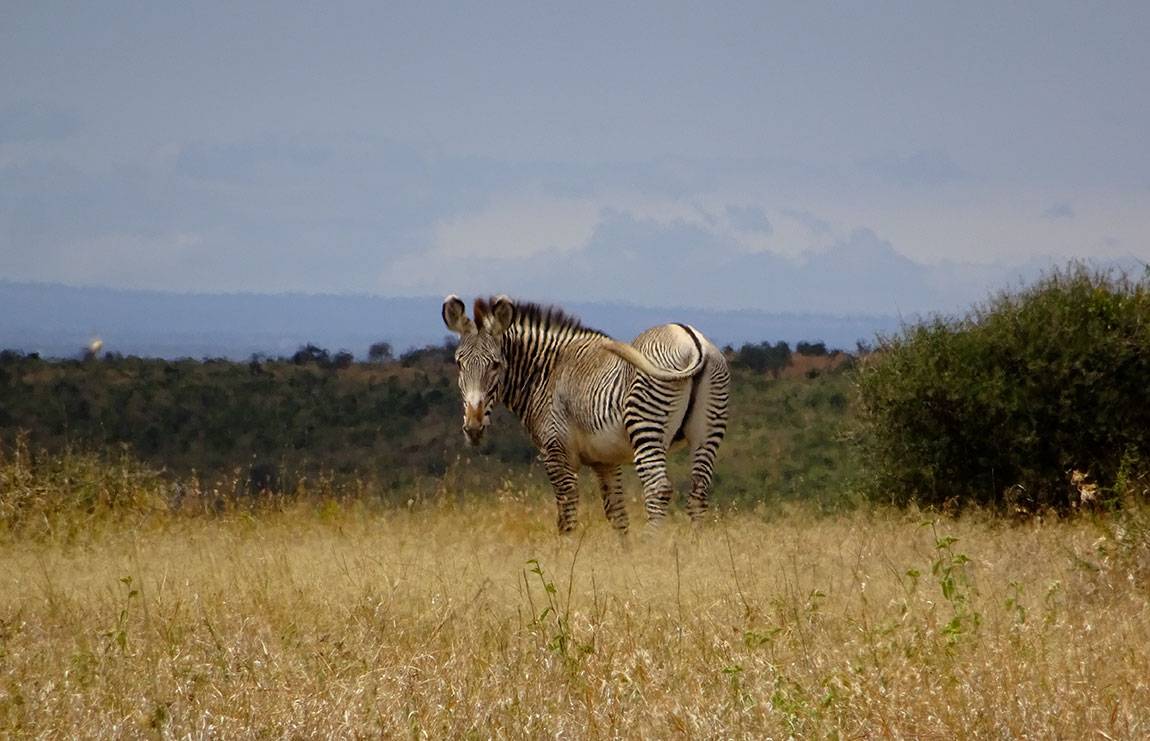 Mpala Grevy zebra