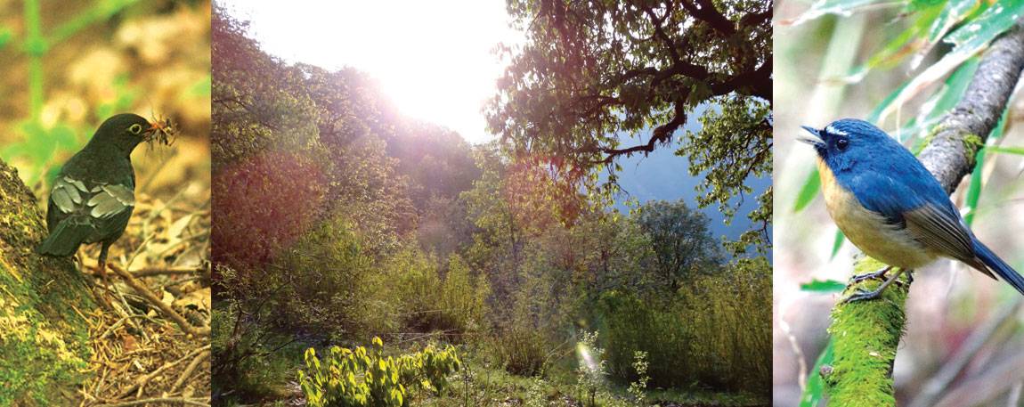 The study focused on three types of mountain habitat similar to those found in other temperate regions, including the United States: mixed broad-leaf and coniferous forests (above center); mixed coniferous forests; and high-altitude forests composed largely of hardy evergreens such as firs. Species such as the grey-winged blackbird (<i>Turdus boulboul</i>) (left) and the snowy-browed flycatcher (<i>Ficedula hyperythra</i>) (right) live side-by-side with competitors.