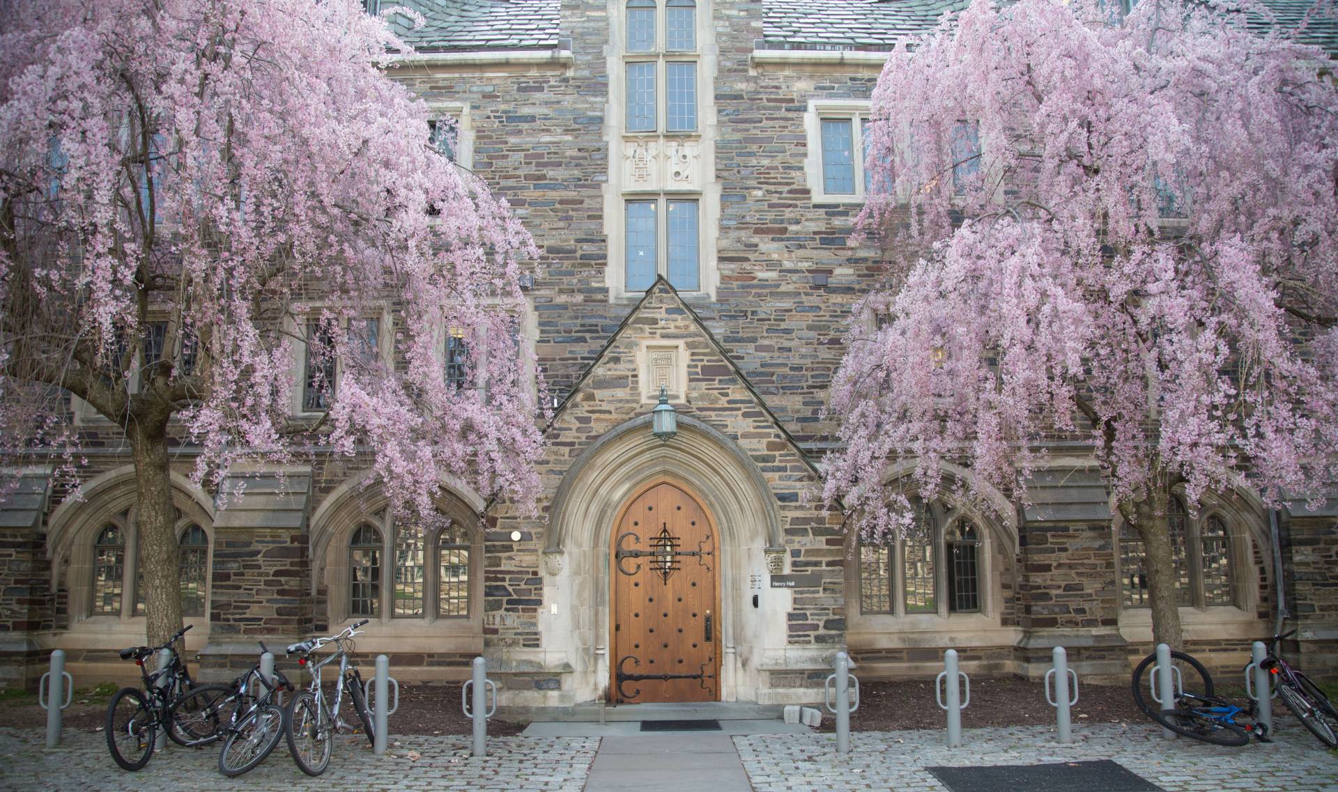 Pink buds bloom on trees outside an entry to Henry Hall dormitory.