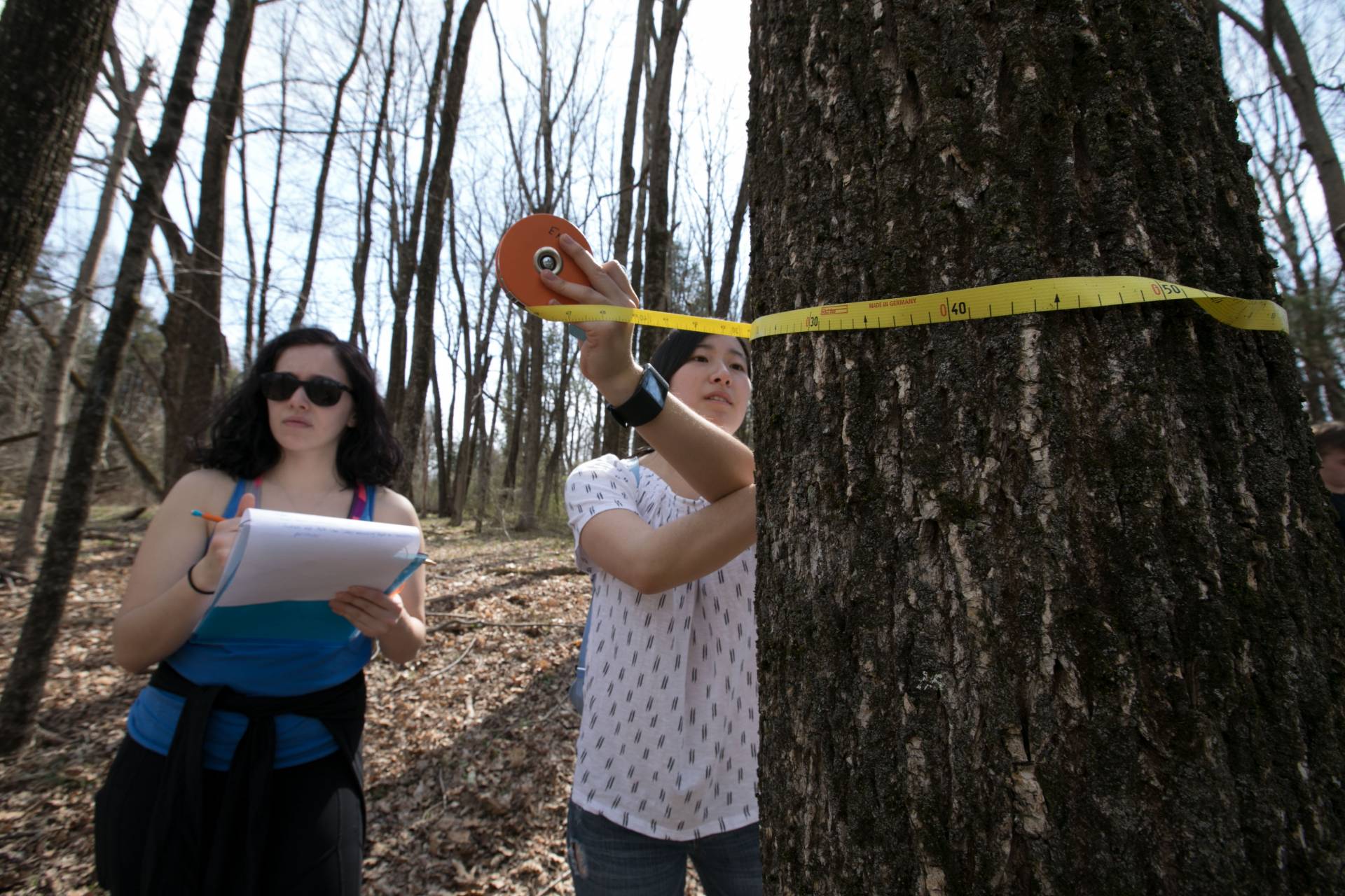 Jessica Reed measuring trunk of tree