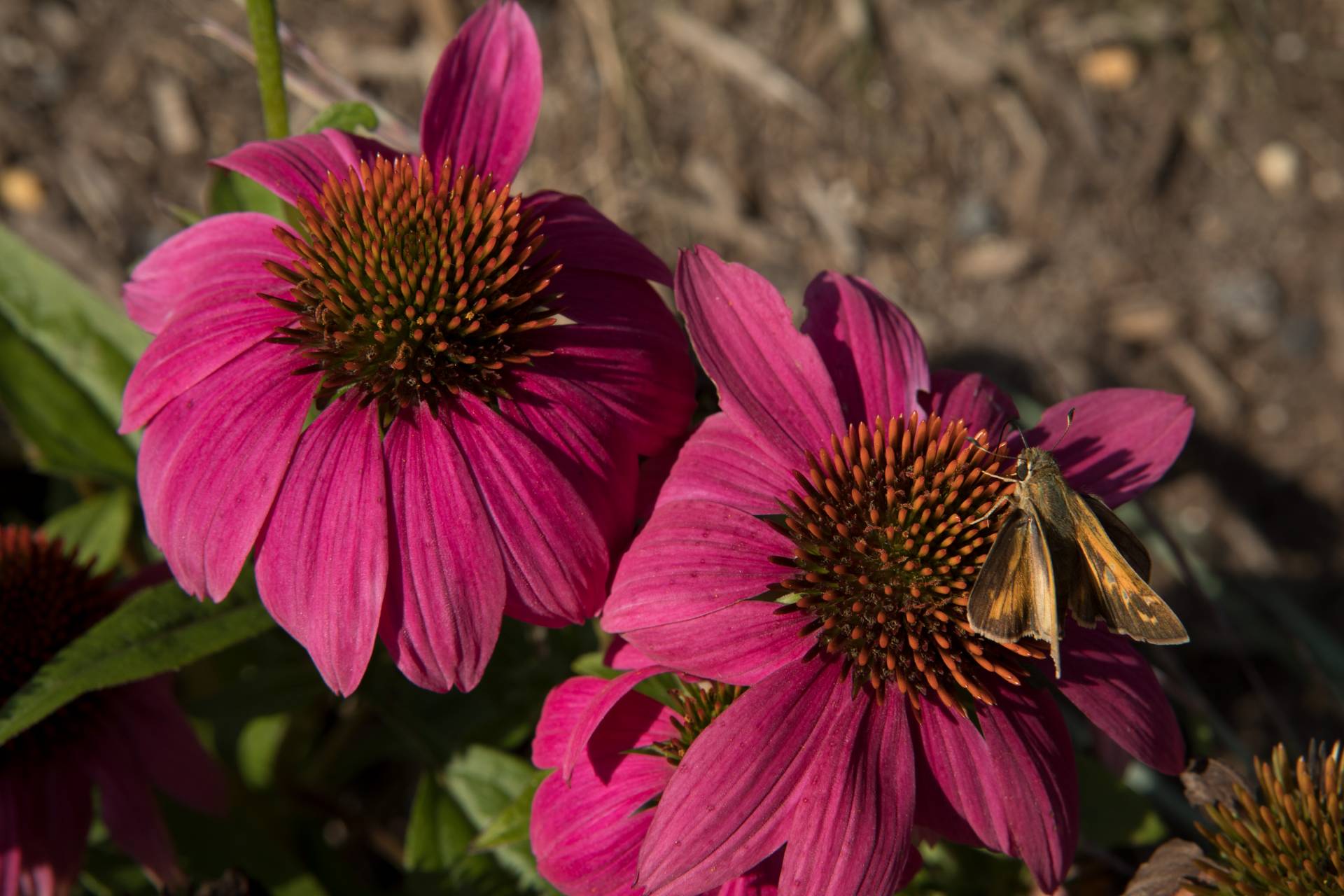 Butterfly and flowers