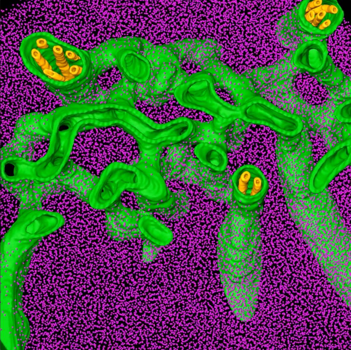 cryo-electron tomography of the architecture of the pyrenoid
