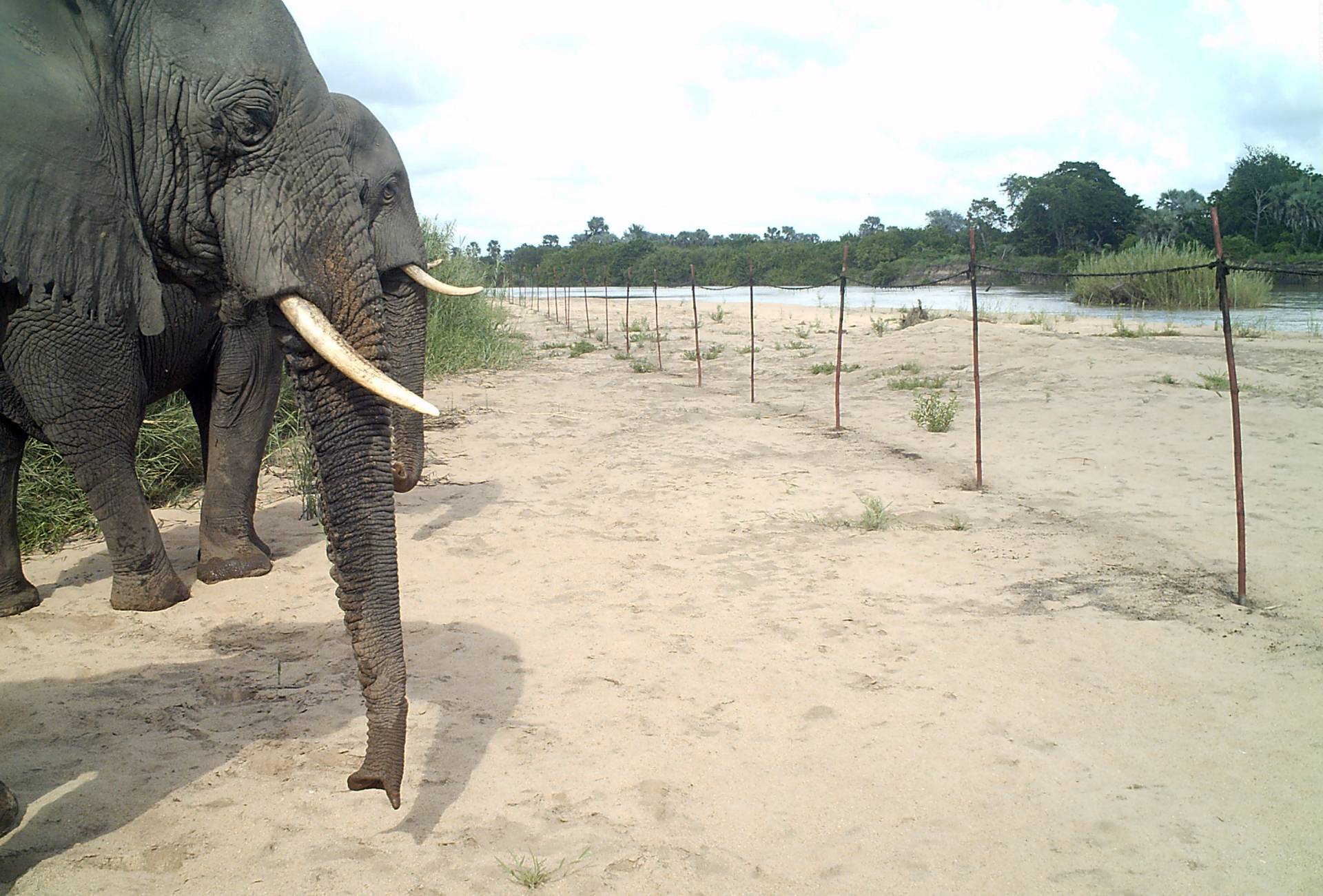 Elephants near a fence