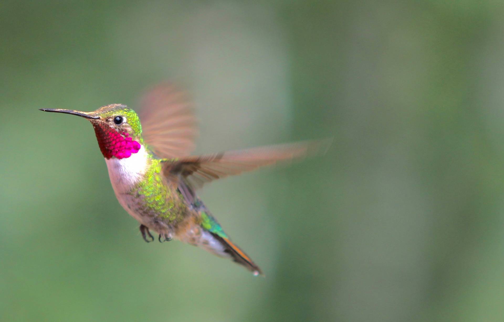 A male broad-tailed hummingbird in flight