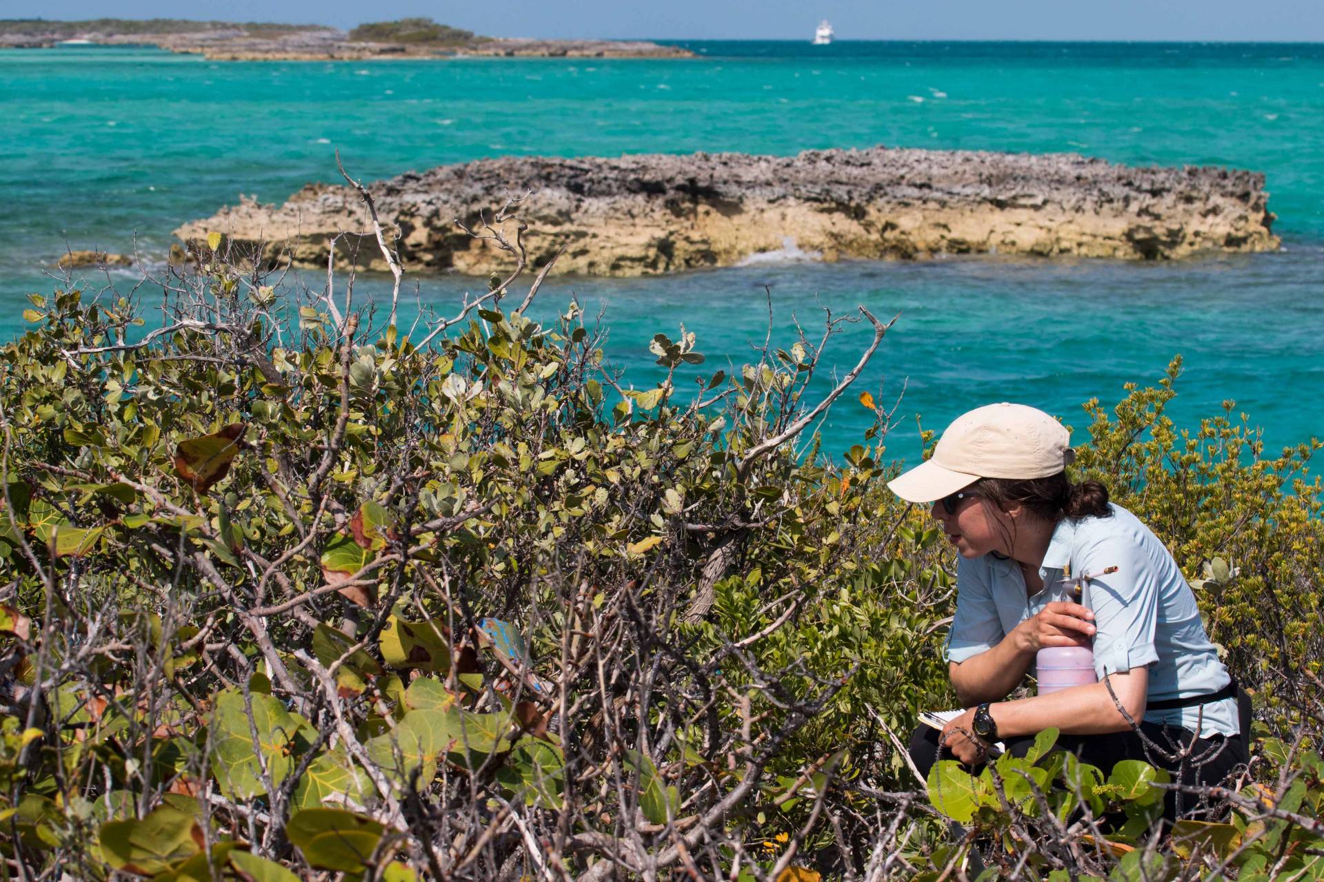 Researcher crouching next to a bush