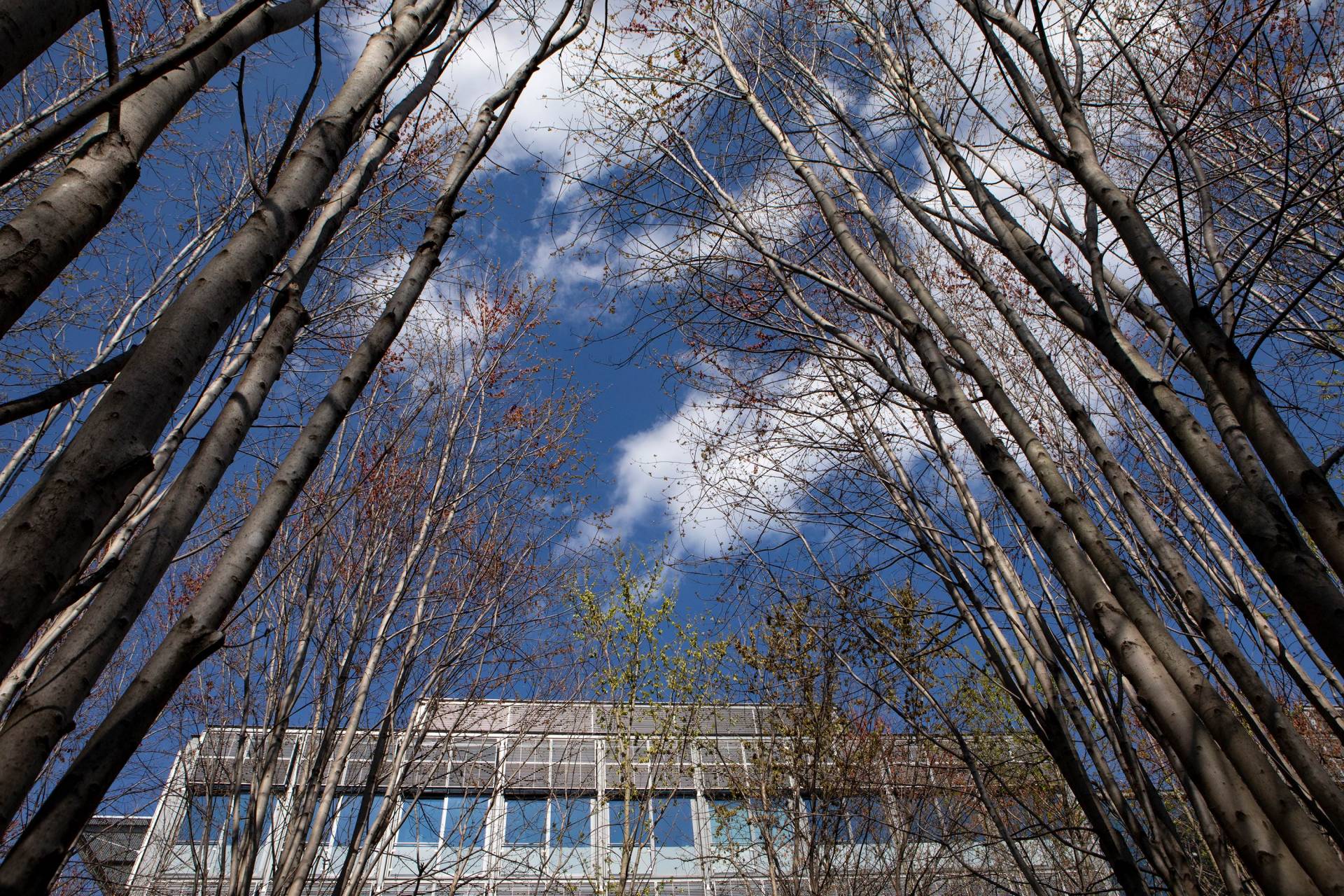 trees budding reaching up into a blue sky with puffy clouds