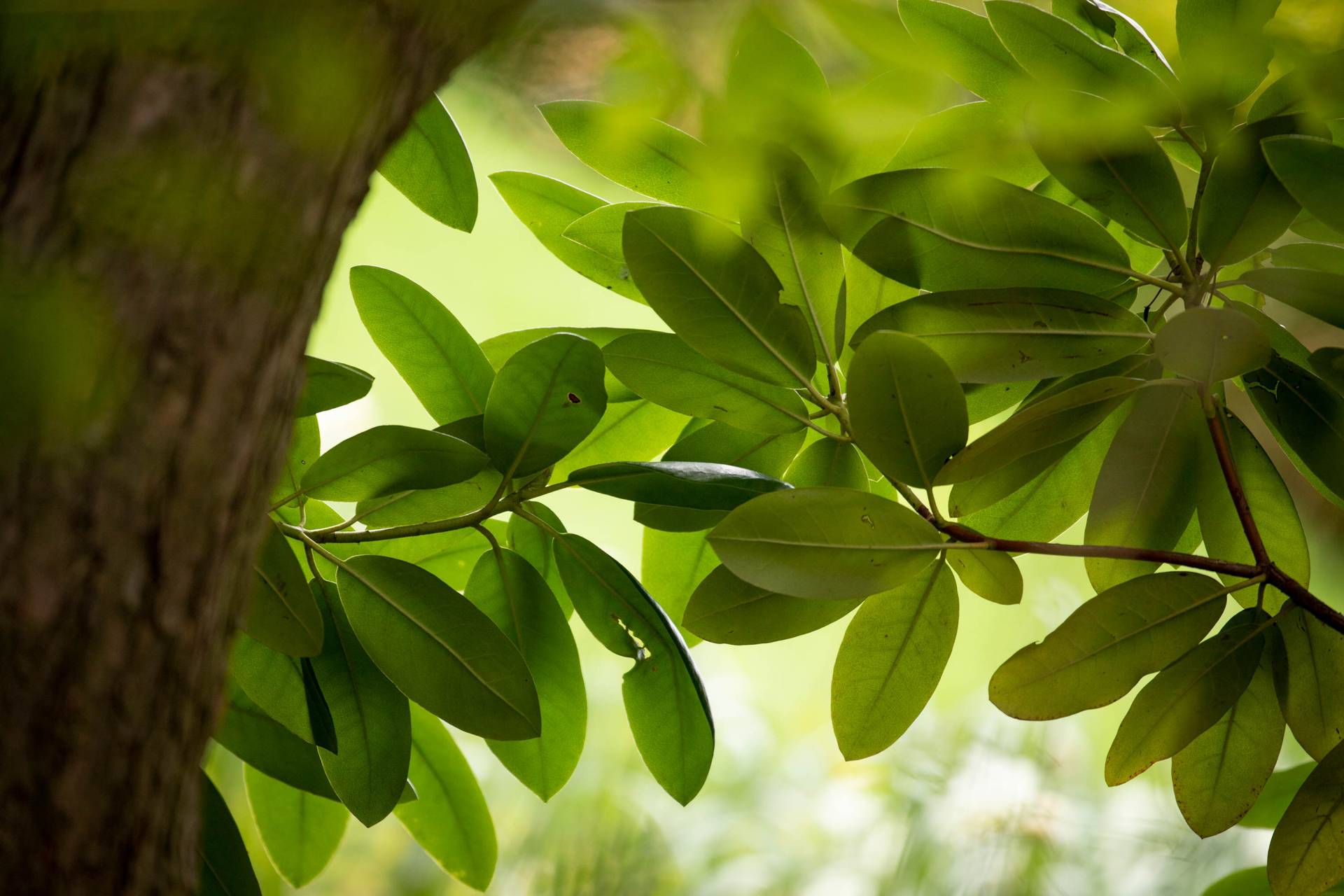 Light through ovular leaves