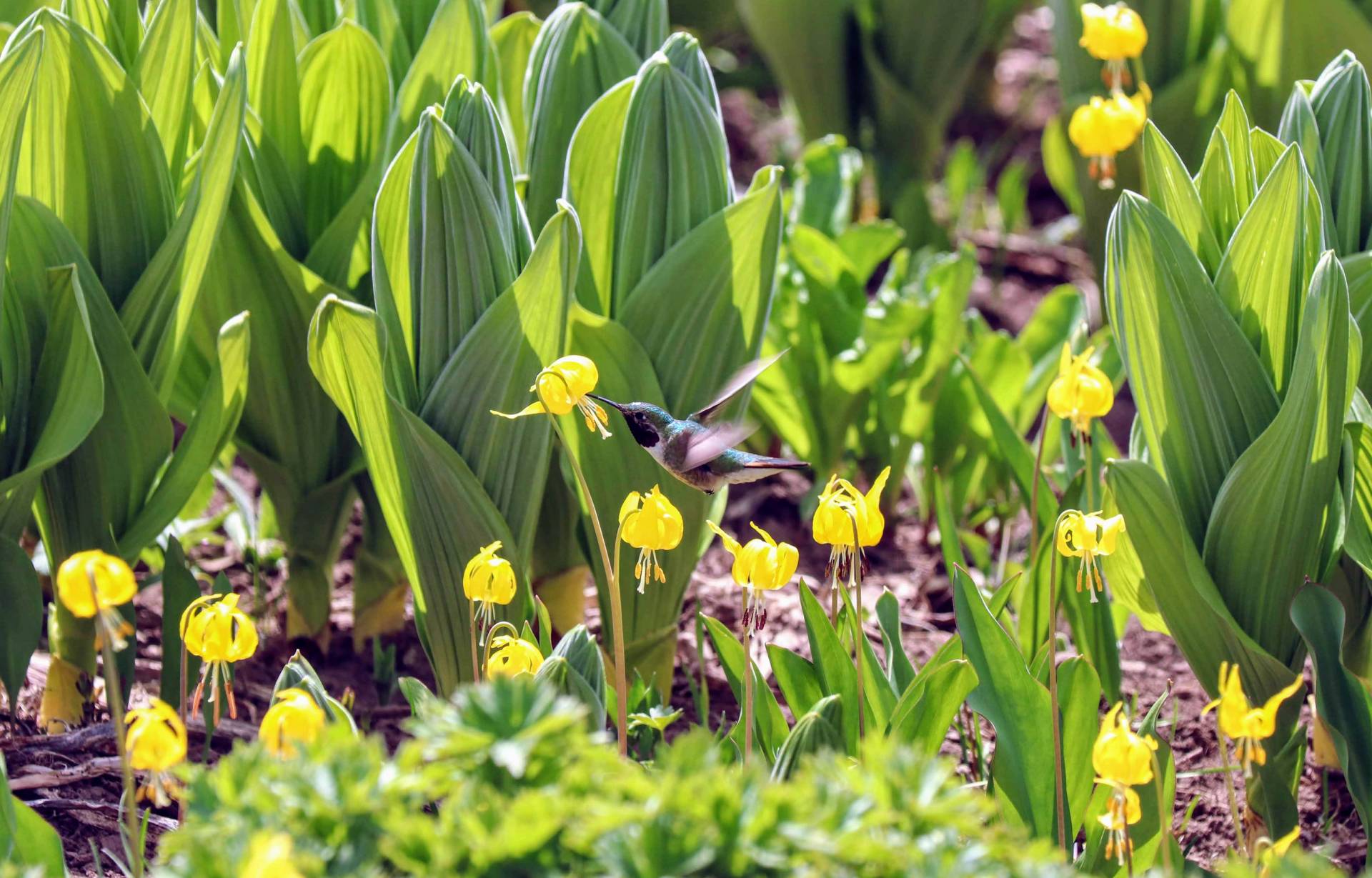 A hummingbird hovers at a flower