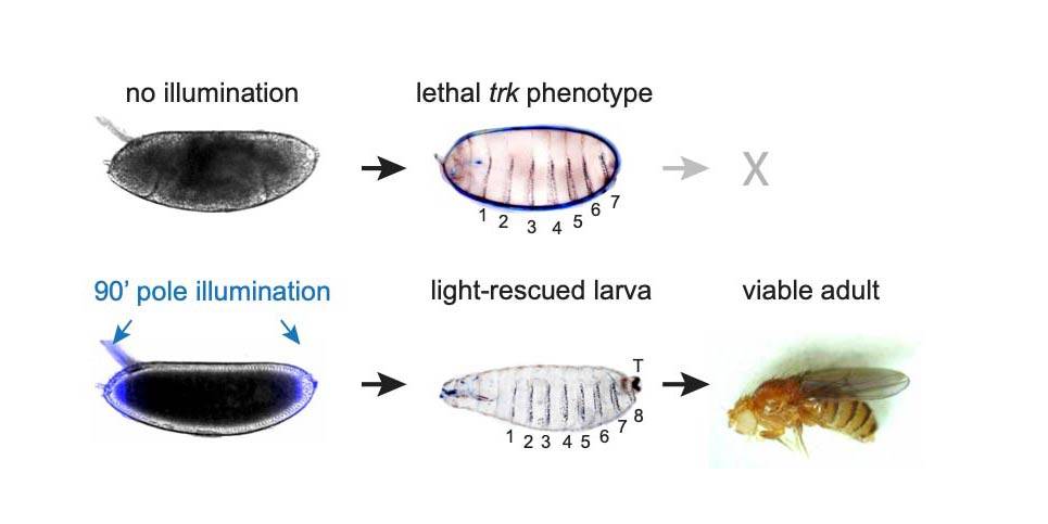 Developmental stages of fruit fly
