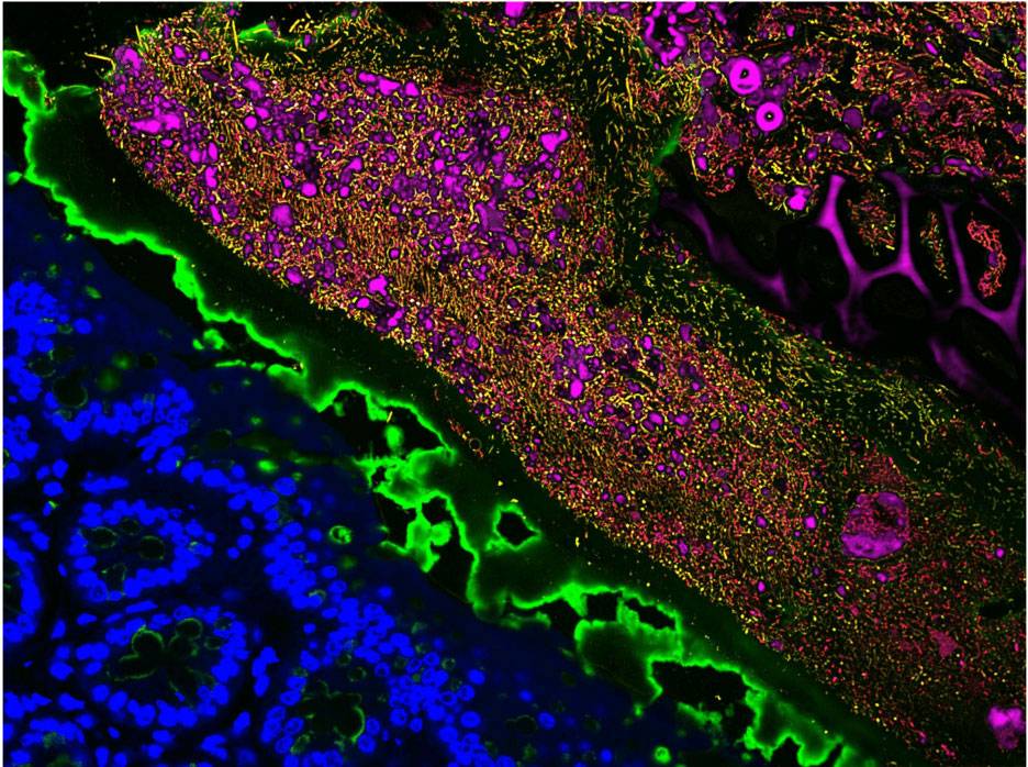 Fluorescently labeled bacterial and mouse gut cells
