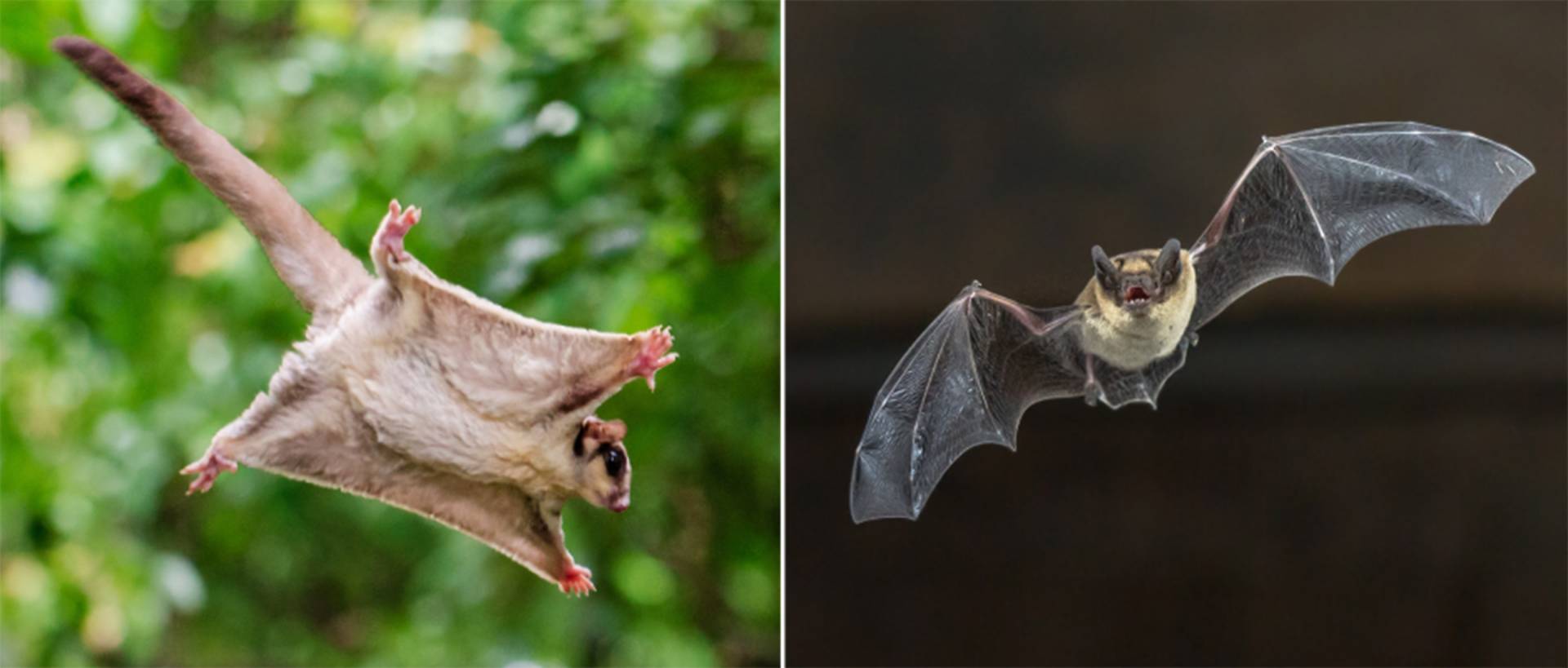 A sugar glider and a microbat in flight