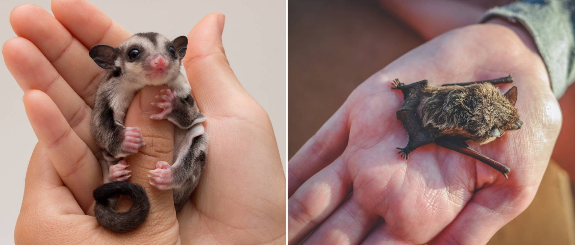 A sugar glider in hand; a microbat in hand
