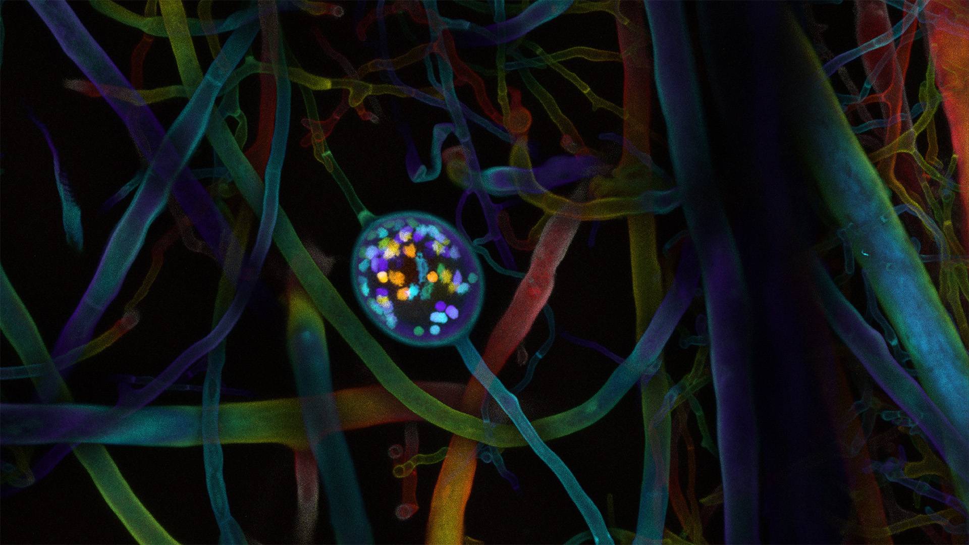 A brightly colored, balloon-shaped spore sits among blue, green and red fungal tubes.