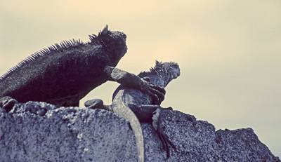 Someday This Will All Be Yours