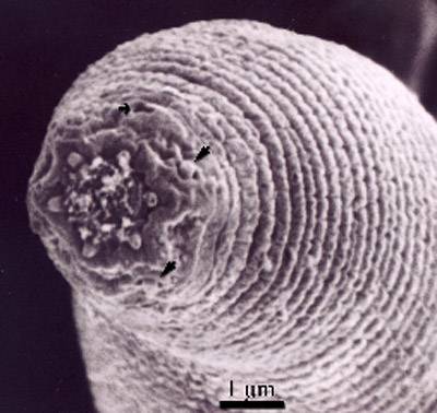 Worms (Onstott) worm