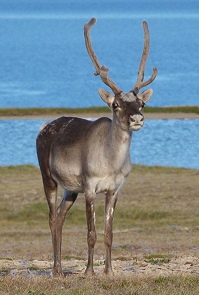 Molnar caribou