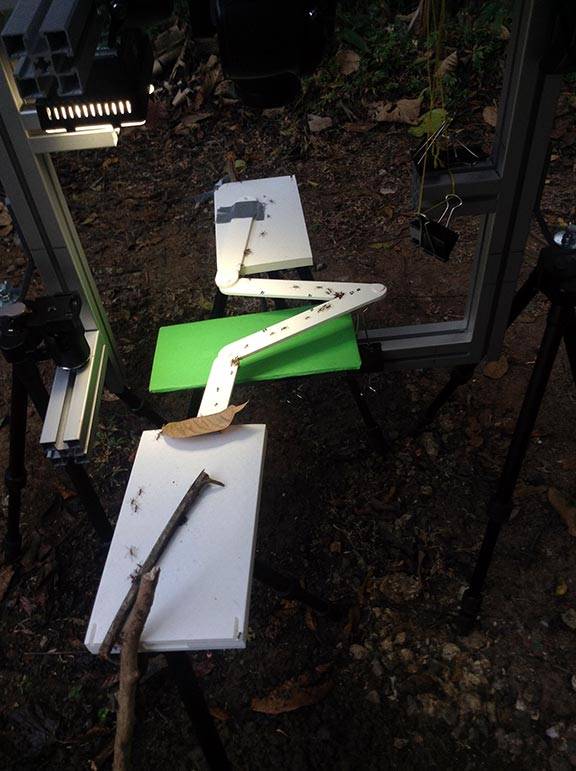 Ant bridge apparatus in the field