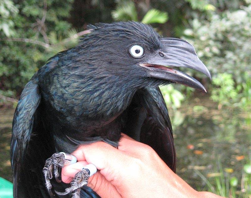 Christina Riehl Ani bird