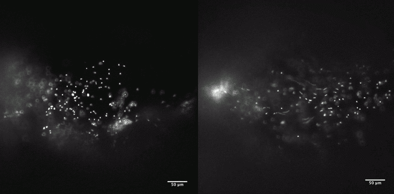 Video showing flow of cerebrospinal fluid in zebrafish brain regions located at the entrance to the spinal cord using fluorescently tagged beads