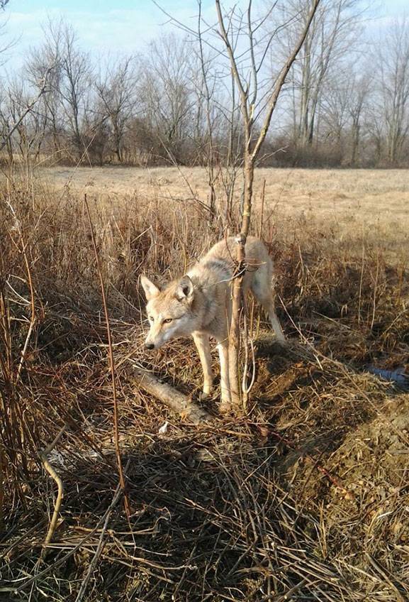 Image of Ohio coyote